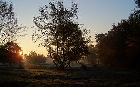 Wallpaper Wahner Heide Fliegenberg am Morgen